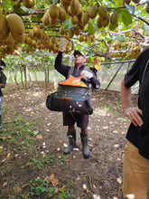 Load image into Gallery viewer, YieldLux Kiwi Fruit Picking Bags c/w Ergo Harness