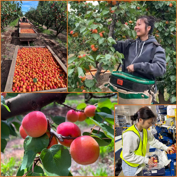 "Gearing Up for Stonefruit Season: A Harvestwear Checkup Guide"