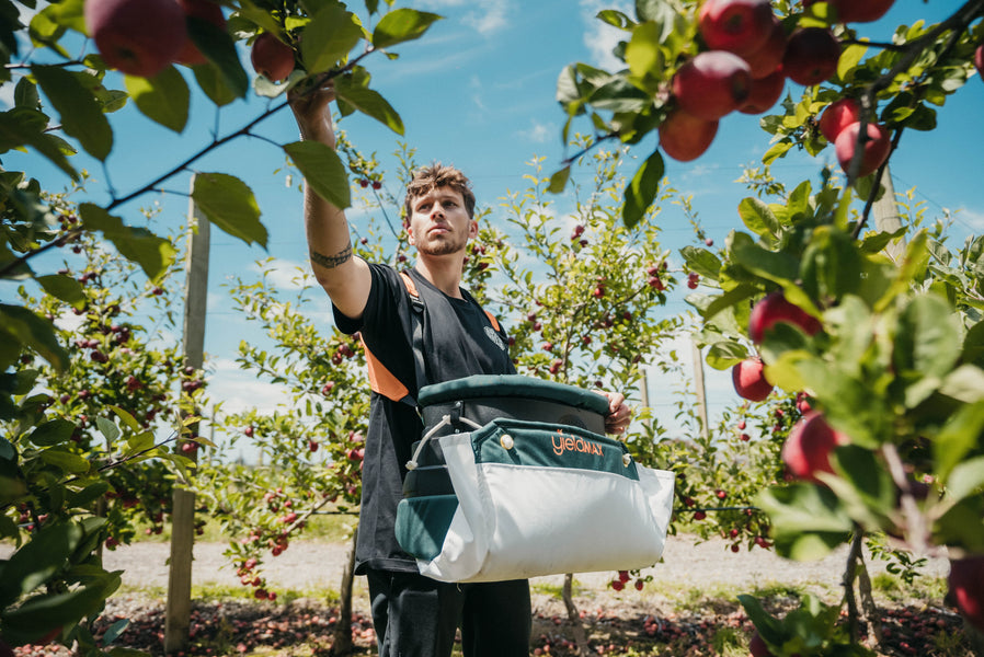 How to Choose the Right Picking Bag for Your Orchard!