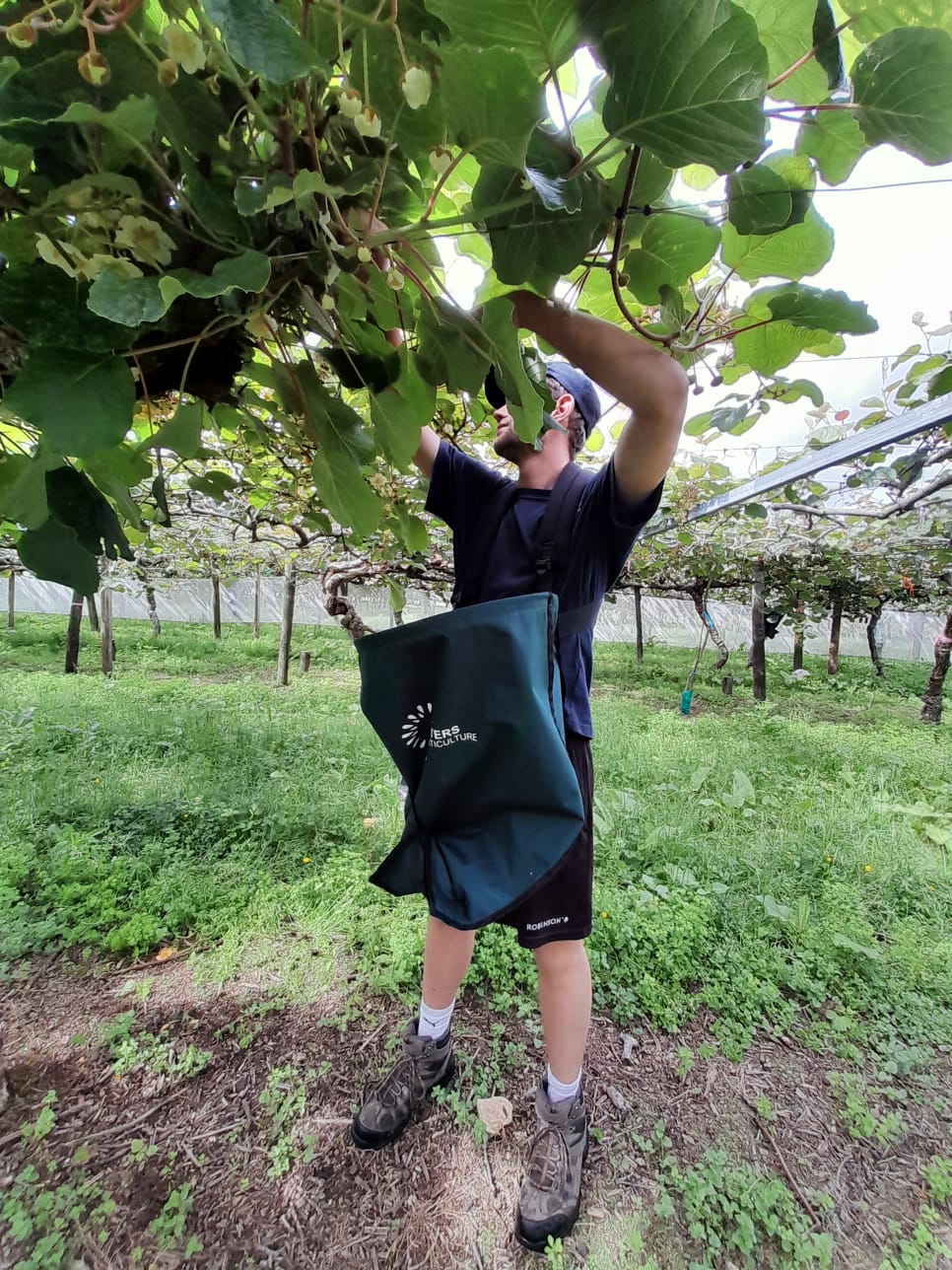 Male Kiwifruit Flower picking bag - NZ made