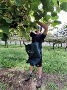KF 1 Male Kiwifruit Picking Bag