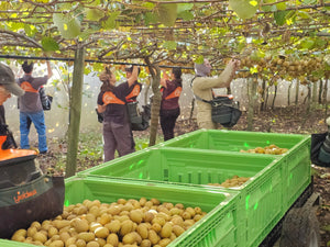 YieldLux Kiwi Fruit Picking Bags c/w Ergo Harness